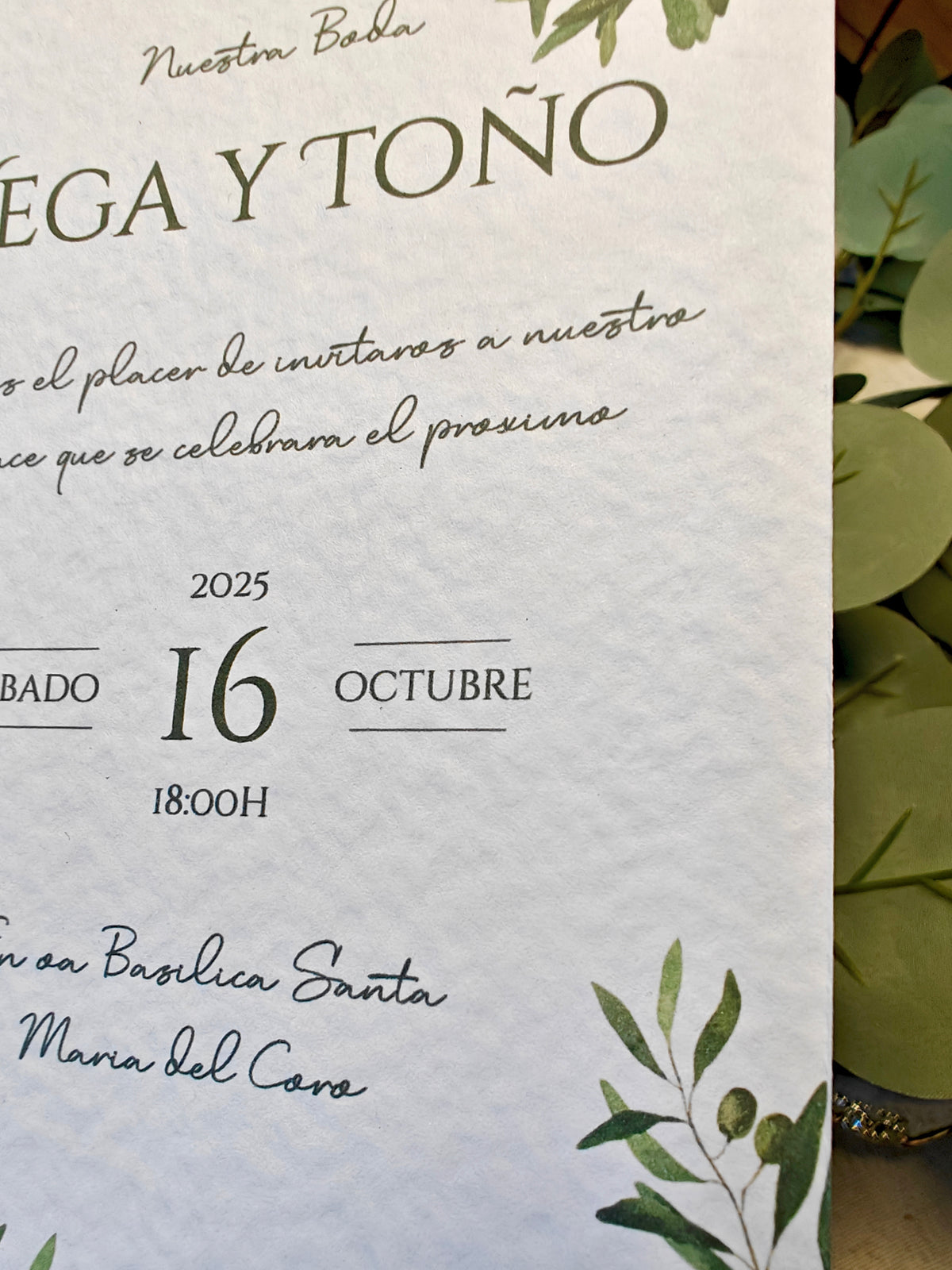 10. COLECCIÓN OLIVE